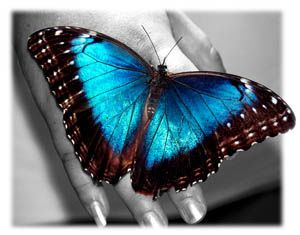 Blue Butterfly